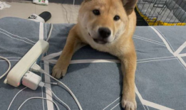 狗子交配视频,揭秘动物繁衍的自然奥秘