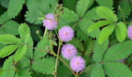 害羞草视频,揭秘植物界的“社交达人”